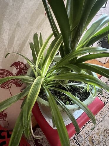 aloe vera satışı: Her nov guler var endirimnen verecem Gencedi istiyen yazsin satiş — 68