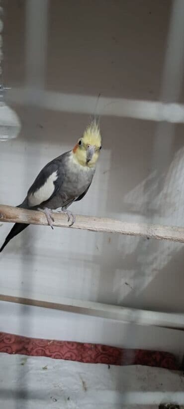 quş xana: Ələ öyrənibdi oxuyur erkəkdi pul lazımdı deyin satlır ciddi şəxslər — 4