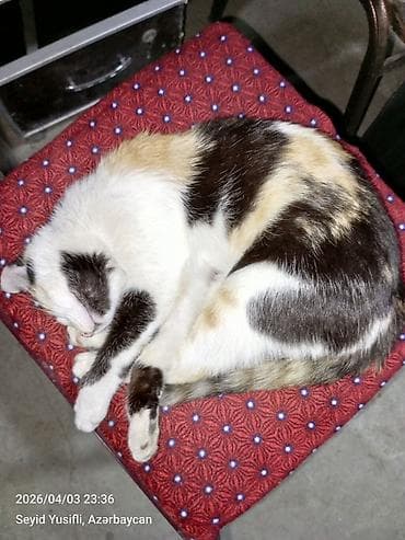 xaçmaz mebel: Kreslo-oturacaq, Parça, Kredit yoxdur, Çatdırılma yoxdur — 6