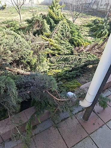 Samovarlar: Məhsul: Kəsilmiş ağac gövdələri və budaqlar Təsvir: - Şəkillərdə — 6