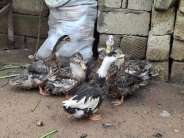 тап аз птицы: Məhsul: Ev quşları – ördək balaları (qrup halında) Təsvir: - — 2