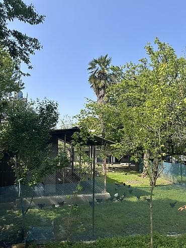 yolka agacı: Həyətimizdə böyütdüyümüz 33 illik Trachycarpus palmasını satıram — 2