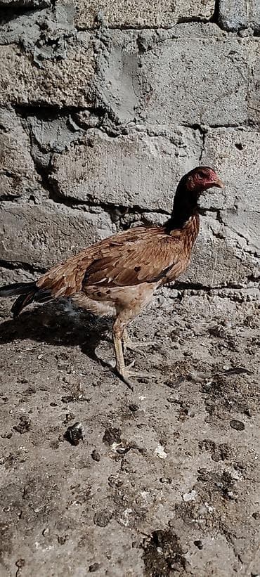 heyrati xoruzdarin satisi: 11 aylıq heyratı fere satilir yumurtluayir tam saglam hevandi — 2