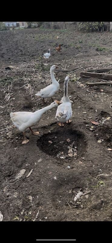 Pişiklər: Satılır: Ağ qazlar - Cins: Yerli ağ qaz - Rəng: Tam ağ, bəzilərində — 3