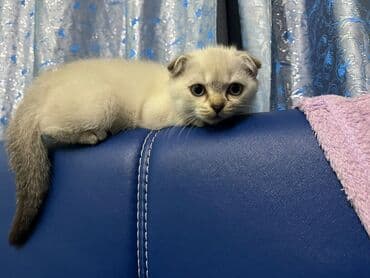 şotlan pişik: Şotland yastı qulaq, Erkək, Dişi, Yaxşı əllərə, Ünvandan götürmə, Pulsuz çatdırılma, Ödənişli çatdırılma — 109