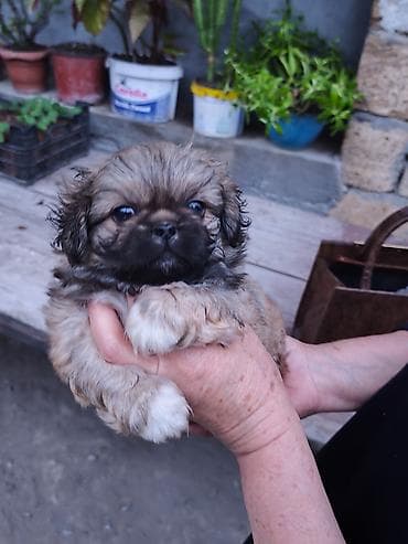 ağ quyruq ağlıca: Pekines, 1 ay, Erkek — 1