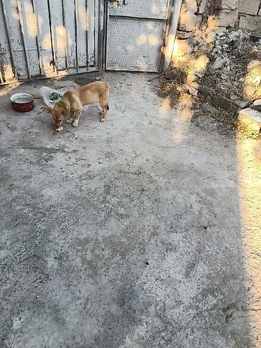ıtler: 1 ay, Dişi, Peyvəndli, Ünvandan götürmə, Ödənişli çatdırılma — 4