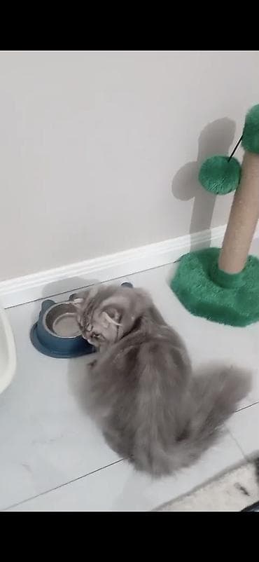 qara pisik sekilleri: Tabbi — 2