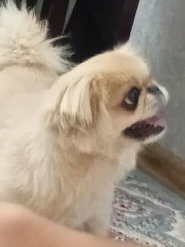 sirin it: Pekines, 3 il, Erkek — 3