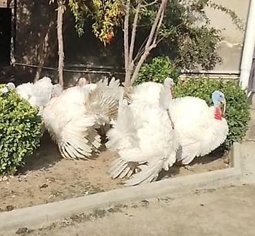 Keçilər, çəpişlər: Ağır çəkili hinduşka yumurtaları satılır, erkəkləri 20 kq+ çəki — 2