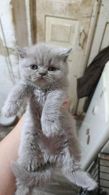 cins qazlar: Britan — 1