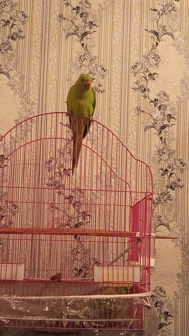 Pakistan papuqayi tam danismaga oyredilmeye hazir dişi 10 ayliq tam