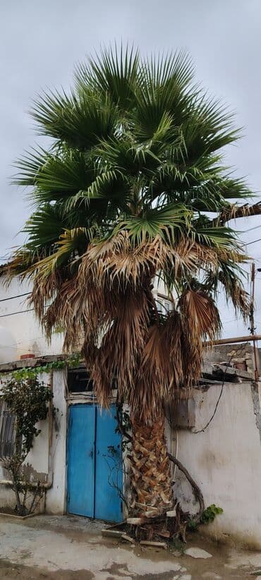 ağac budama: Məhsul: Dekorativ palma ağacı (fan formalı yarpaqlar) Təsvir: - — 3