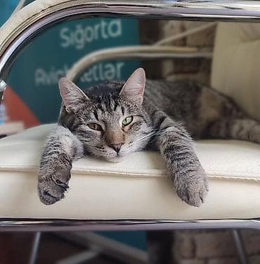 simmental cinsi: Самец, В добрые руки — 1