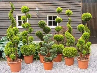 bonsai ağacı haqqında məlumat: Hər növ dekorativ ağac və güllərin satışı 🔵Sifarişlərini çatdırılması — 9