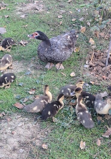 lal ordəklərin satışı: Dişi, | Macar, Damazlıq, Pulsuz çatdırılma — 1
