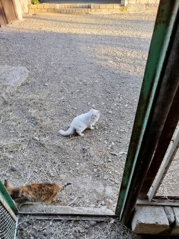 heyvanlar üçün mallar: Məhsul: Ev pişiyi (ağ uzun tüklü) Xüsusiyyətlər:Sahibləndirilir - — 2