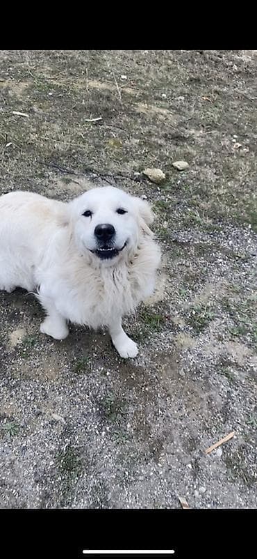 Başqa xidmətlər: Retriver temiz Ev itidir dil kamanda bilir oynamagi sevir remensiz — 7