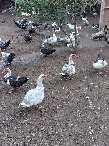 qaşqaldağ quşu: Muscovy ördəkləri (hind ördəyi) – çoxsaylı sürü Qiymətləri Ferqlidir — 1