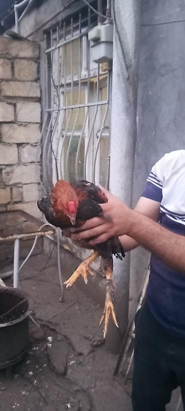 toyug hini: Satılır: kənd toyuğu (xoruz) - Rəng: qırmızı-qara lələklər, qırmızı — 4