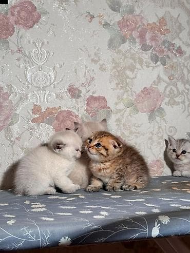 heyvanlar: Şotland, Erkək, Dişi, Ünvandan götürmə, Pulsuz çatdırılma — 7