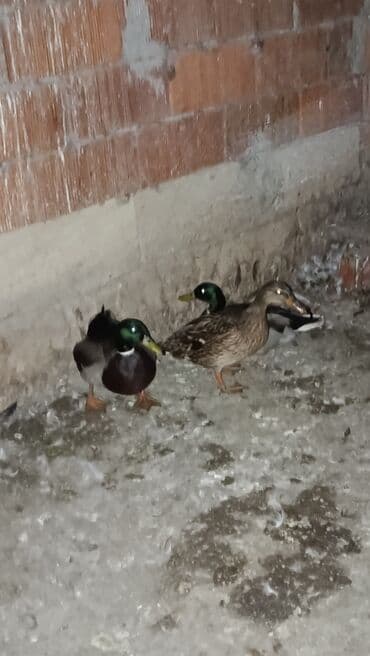 pinqivin ördək: Erkək, Damazlıq — 6