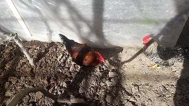 kend xoruzu: Məhsul: Xoruzlar (bir neçə baş) Təsvir: - Şəkillərdə müxtəlif rəngdə — 2