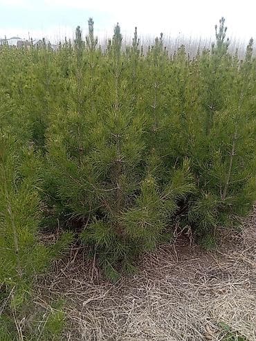 ucuz əşyalar: Şam (pine) tingləri – iynəyarpaq landşaft ağacı - Növ: Şam ağacı — 4