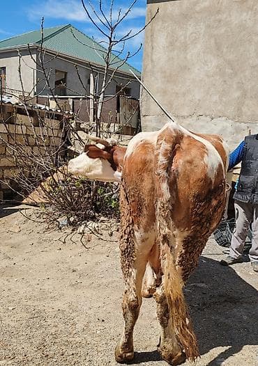 hinduska balasi satilir 2020: Məhsul: Simental tipli inək Xüsusiyyətlər: 6 aylıq bogaz - Rəng — 3