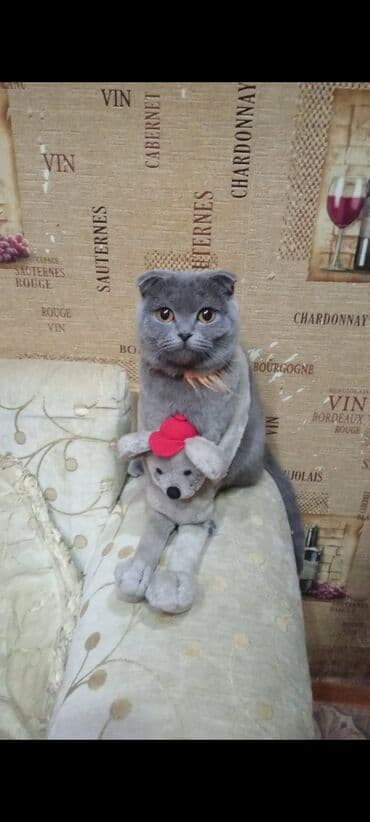 Şotland yastı qulaq, Dişi, Yaxşı əllərə, Ünvandan götürmə