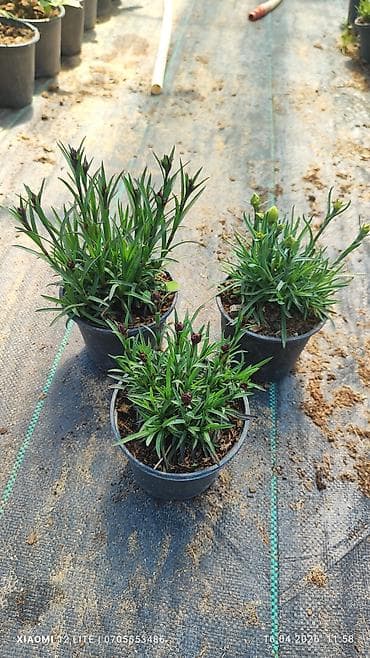 Asılan səbətlərdə Petuniya və digər mövsümi çiçək kompozisiyaları - — 5