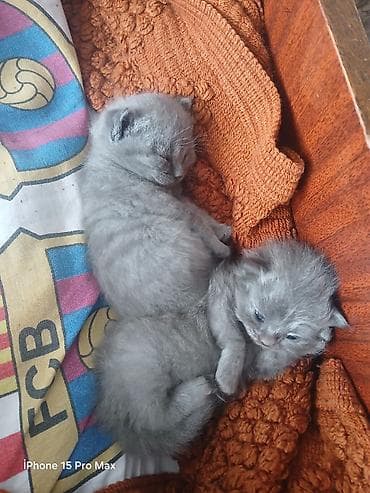sari pisik: Britan yastı qulaq, Erkək, Dişi — 2
