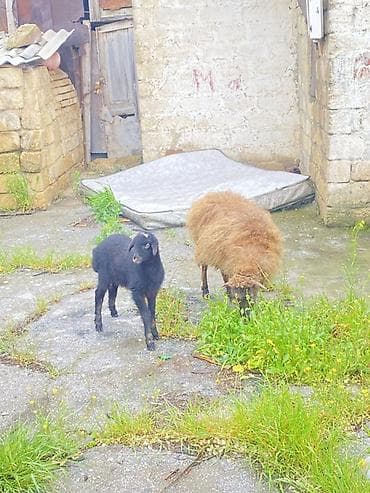 ferma coban: Satlır. Tecli — 1