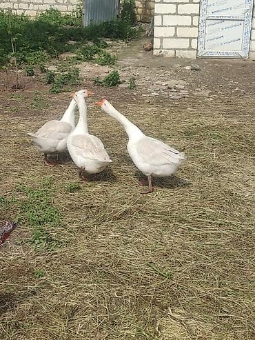 mərmər balığı haqqında: Erkək, | Linda, Ətlik, Ünvandan götürmə — 3