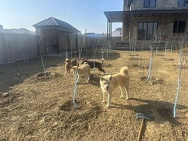 pers pisiyi satilir: Akita-inu, 6 ay, Erkek — 6