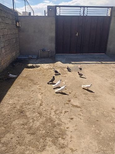 qus: Quşlar Novxanidadi ve Tam sağlamdilar.Tutulmalardi uçuşlarinida — 6