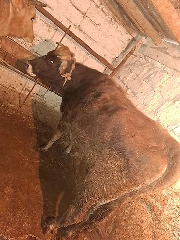 Pişiklər: Qisir iney 160 dan aqir eti var unvan xirdalan — 8