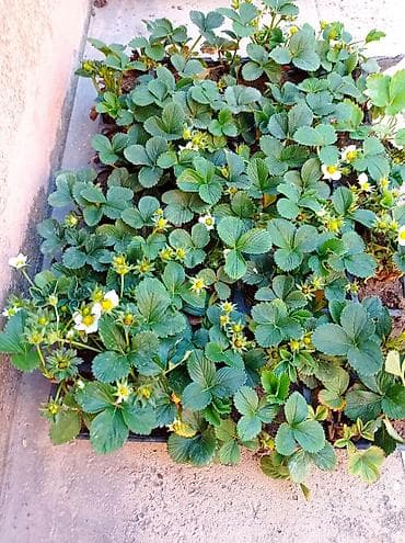 bitki satışı: Murano A+sortu çiyələk stilləri satılır .ilboyu çiyələk dərməy olur — 4