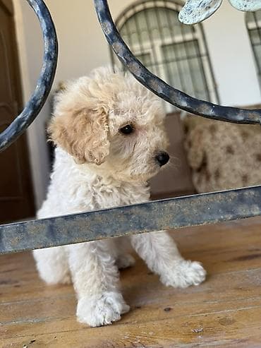 pudel sözünün mənası: Pudel, Sənədli — 3