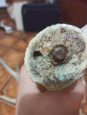 kecibuynuzu behmezi kisiler ucun: Təbi maral buynuzu. şekilleri çekilib yaxindan baxa bilersiz düzelme — 6