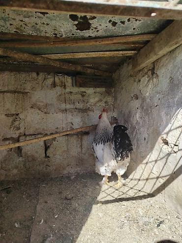 Inəklər, öküzlər: Xoruz, Brama, il: 1, Ünvandan götürmə — 4