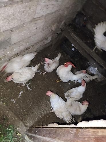 Куры: Курица, Для яиц — 8