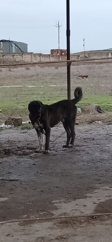 yuxuda ördək balası görmək: Qurdbasar, 3 il, Erkek, Peyvəndli, Ödənişli çatdırılma — 10