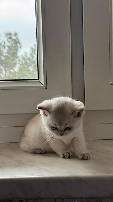 pisi: Şotland — 5