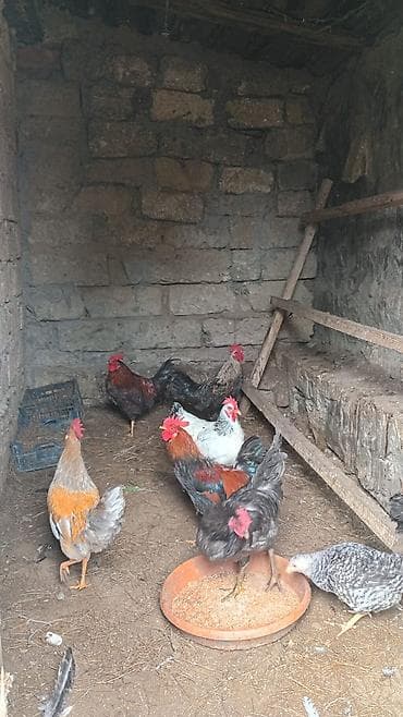 herati xoruz: Cavan aktiv. xoruzdar. satlır. ünvan Şüvəlan. qiymət. 18 man. son — 5