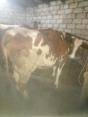 hinduska balasi satilir: Düyə14.16l.aprelin 3də.buğaya gəlib.anqus maya erkək balaynan.qırmızı — 7