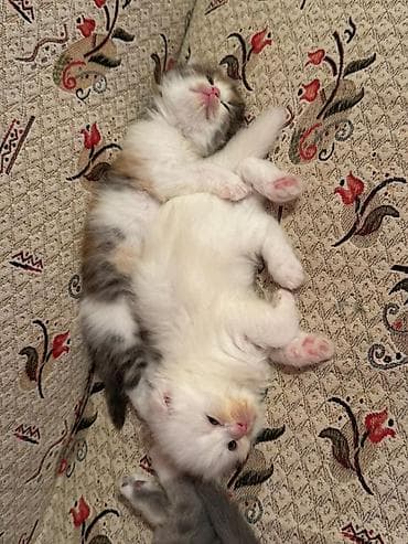 ragdoll pişik: Şotland yastı qulaq, Erkək, Dişi, Yaxşı əllərə, Ünvandan götürmə, Pulsuz çatdırılma, Ödənişli çatdırılma — 6