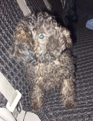 avcarka balası: Pudel — 4