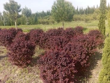 пластмассовый бак для воды купить: Her növ ağaclar ve dekarativ ağaclar çox ucuz ve qarantili gubresiz — 27