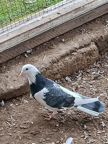 Кошки: Qiymət hamısına aitdir tək təkdə satılır qiymətdə razılaşmaq olar — 4